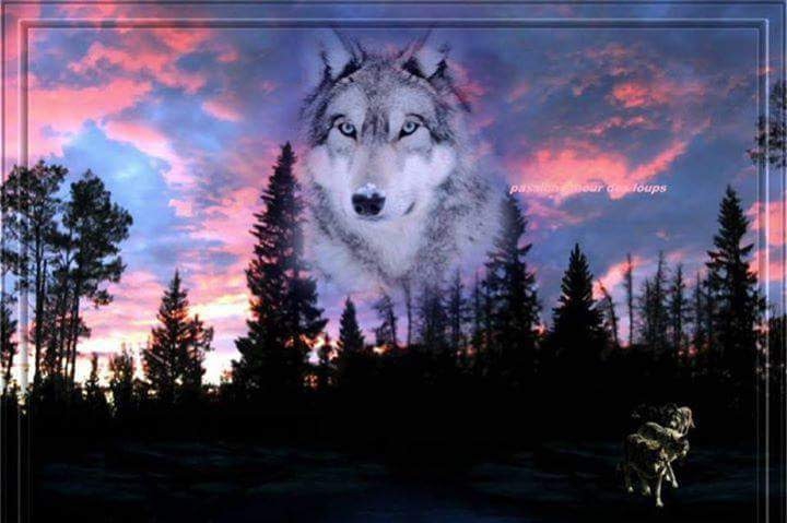 Wolf mountain