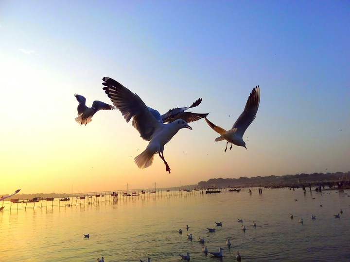 sangam