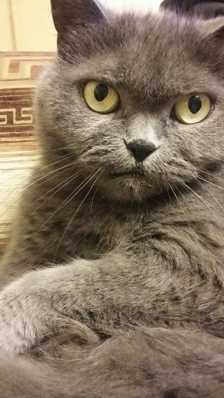 Мусяша