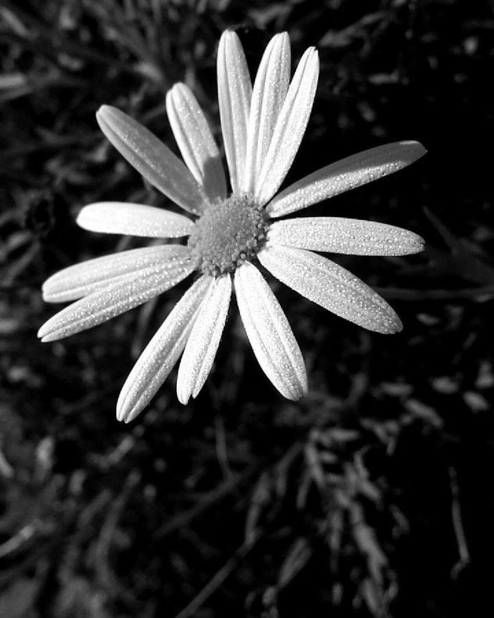 noire et blanc