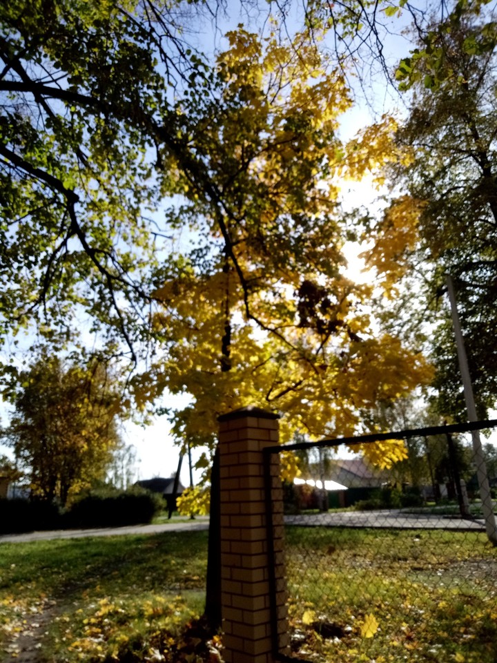 Autumn tree