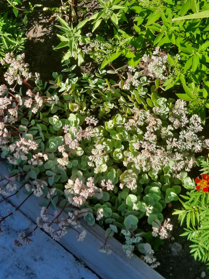 wallpaper with flowers