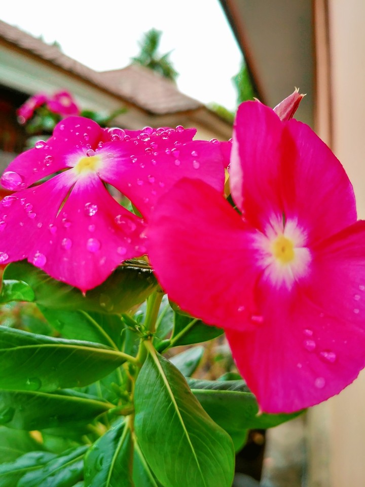 flower