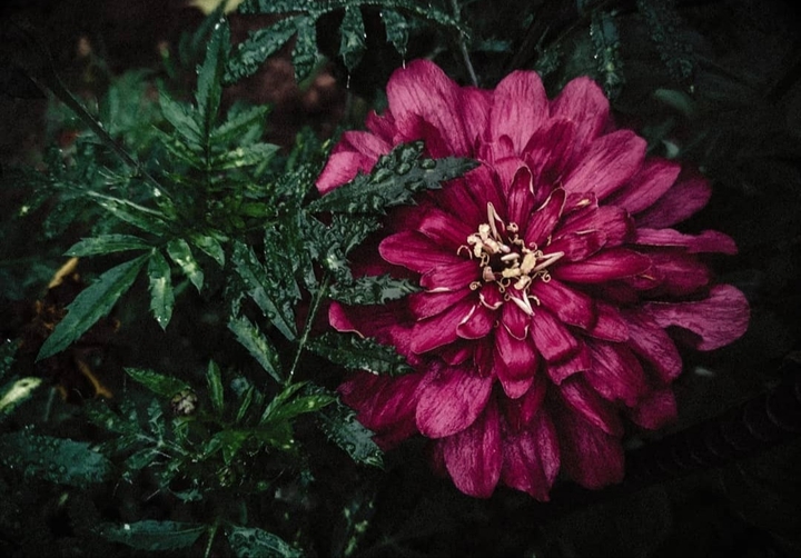flower