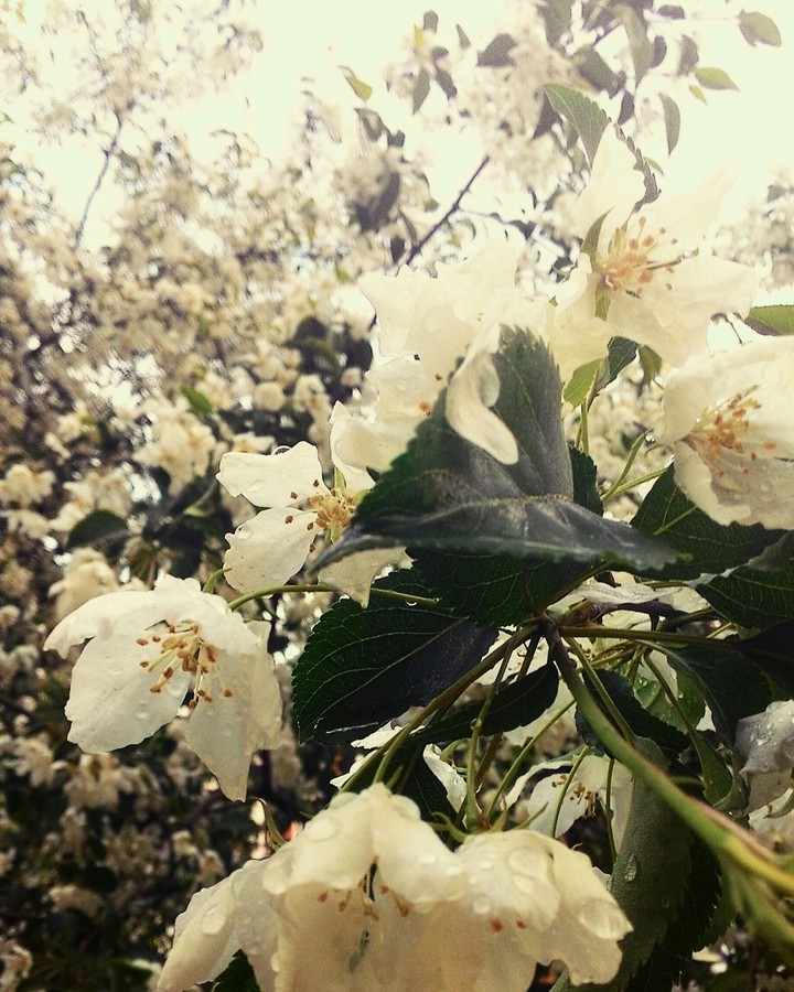 Apple tree