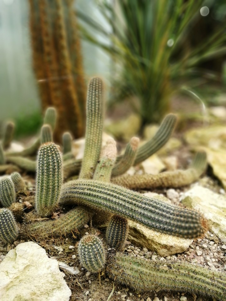 cactus