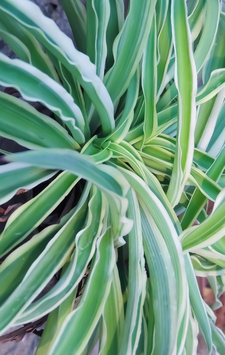 nature's magic-2