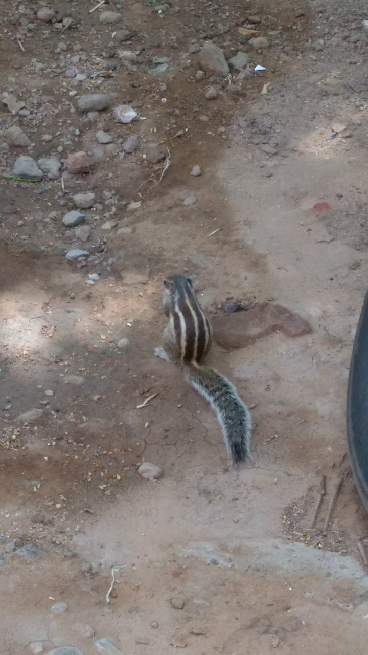 Squirrel