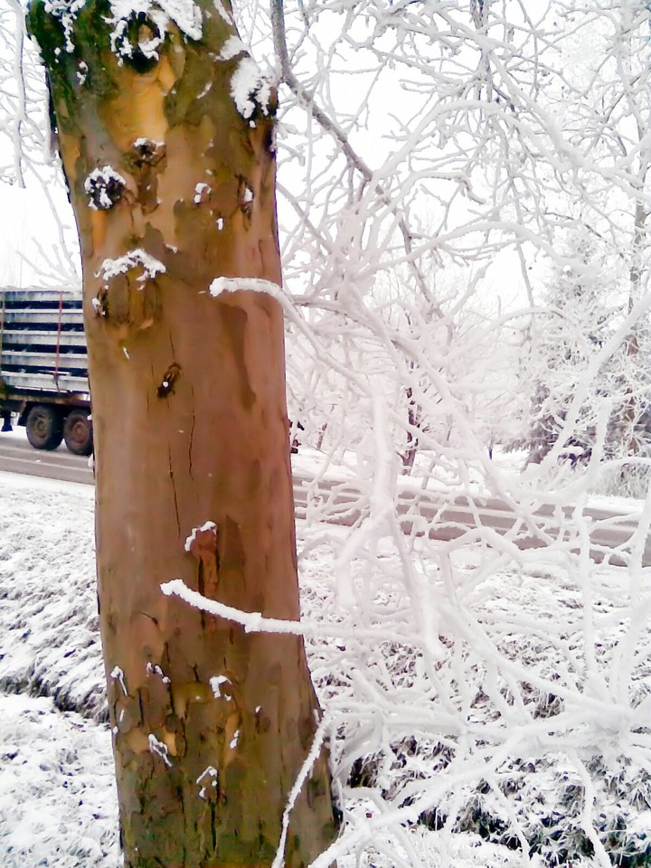 winter