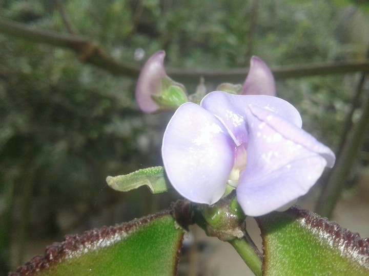 Flower......