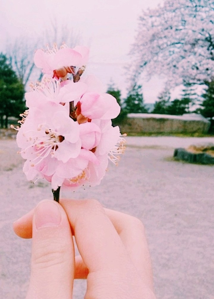 cherry blossoms