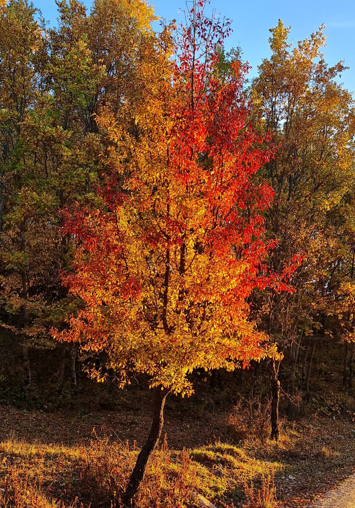 tree of life