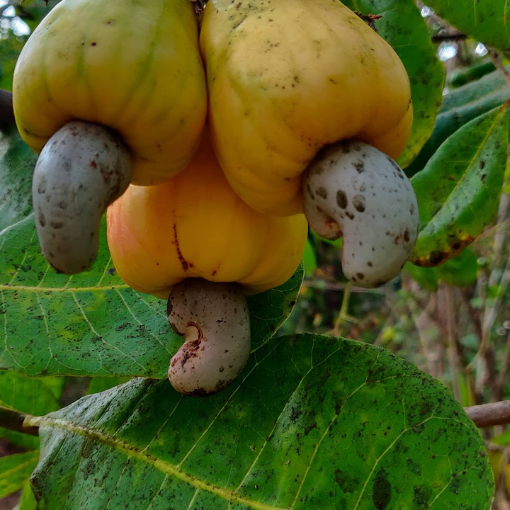 cashew fruits