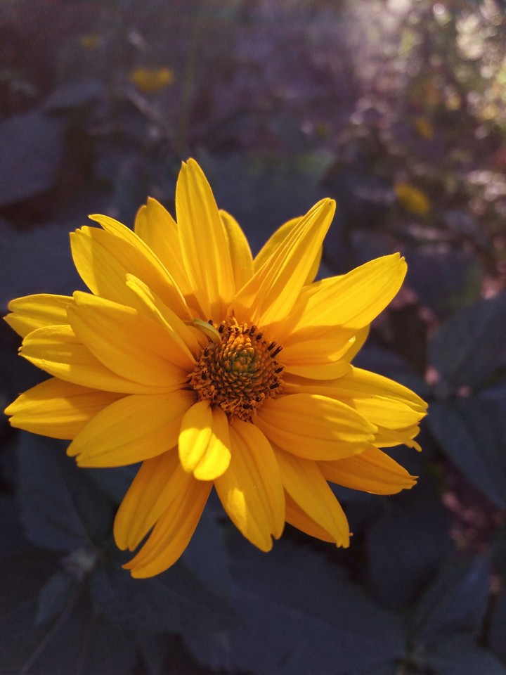 evening sun