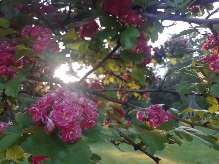 early spring flowers