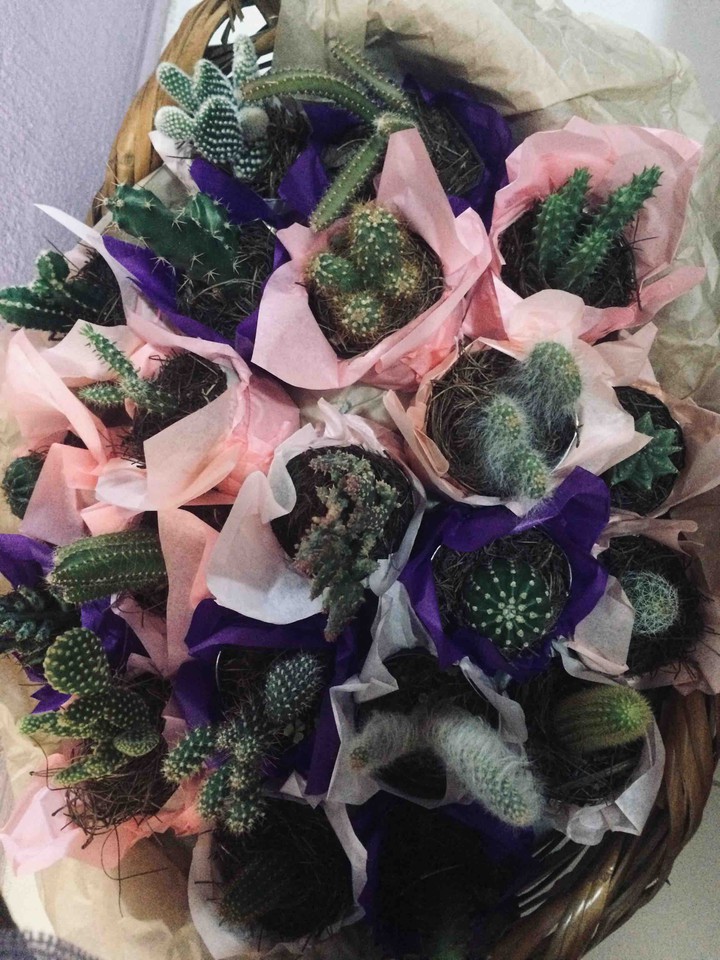 Cactus
