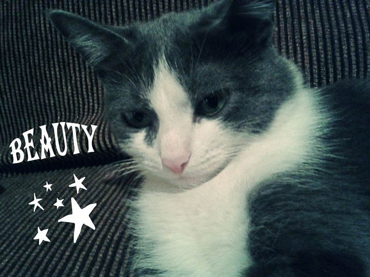 beautiful cat