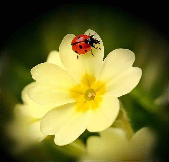 ladybird