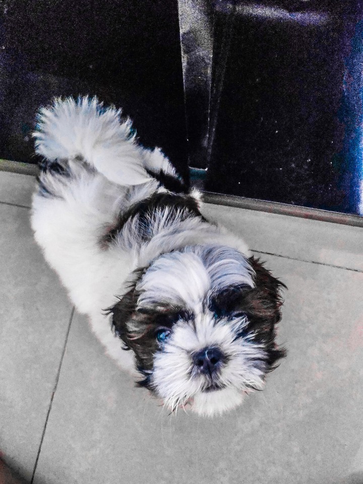 dog