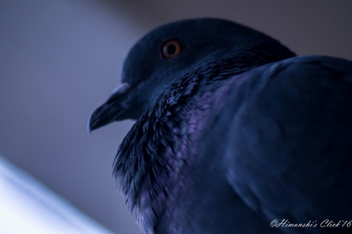 Pride in a dark coat...
