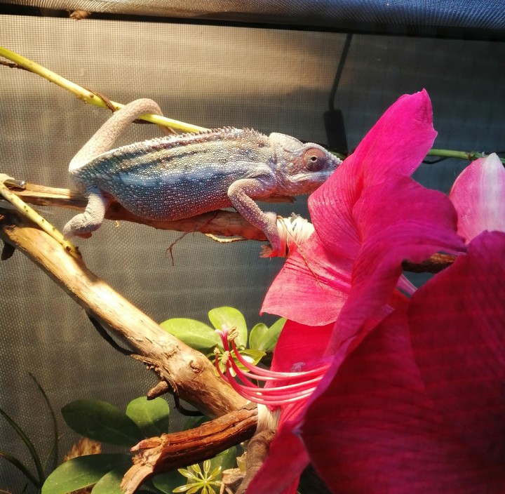 caméléon pixel