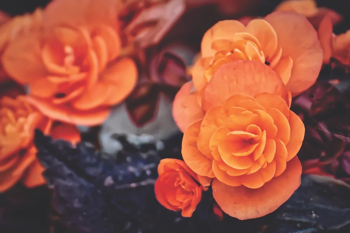 Orange Flowers