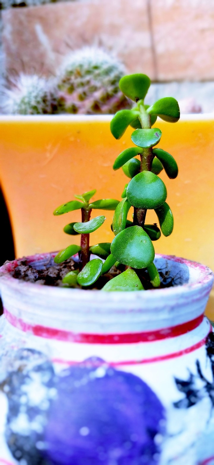 A unique love of the natural. #plant #green