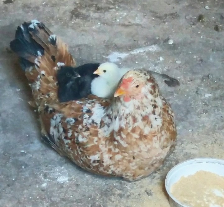 Chicken family
