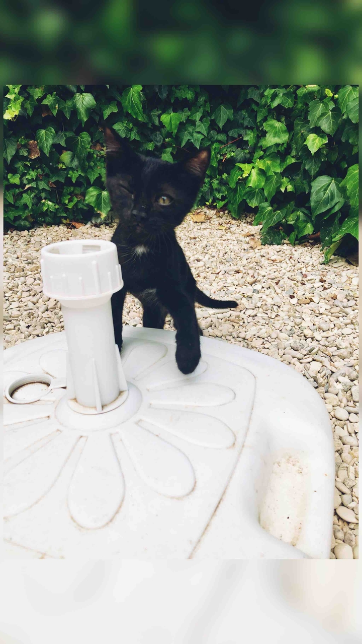 blackcat