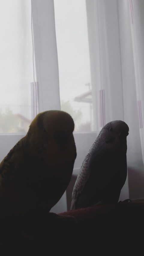 couple