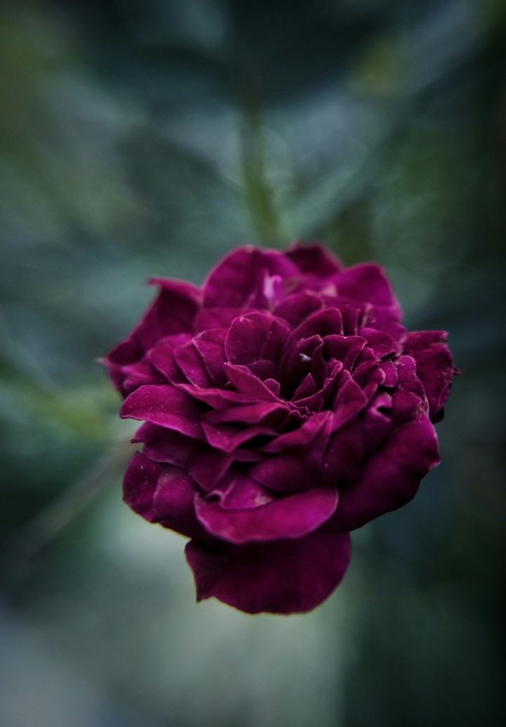 roses