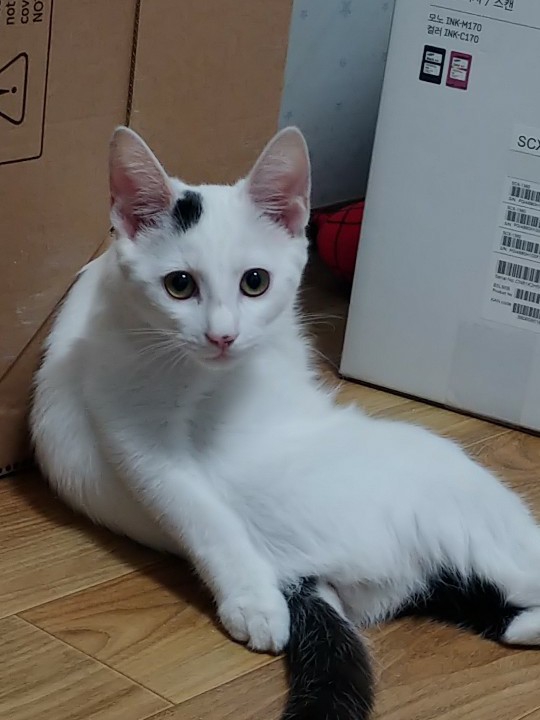 루미