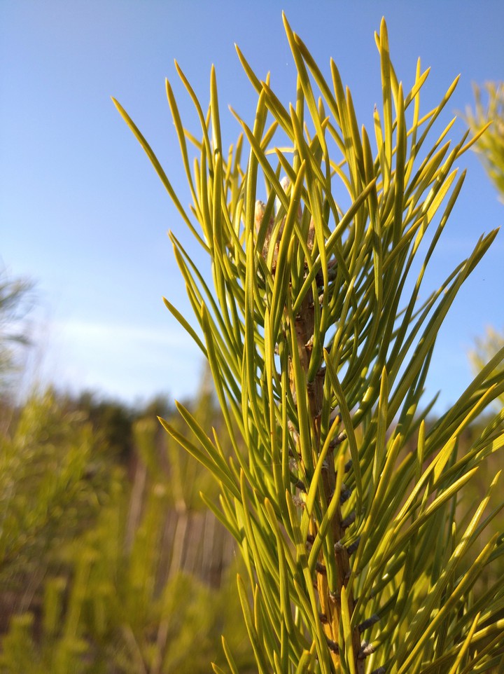 just a branch of a pine