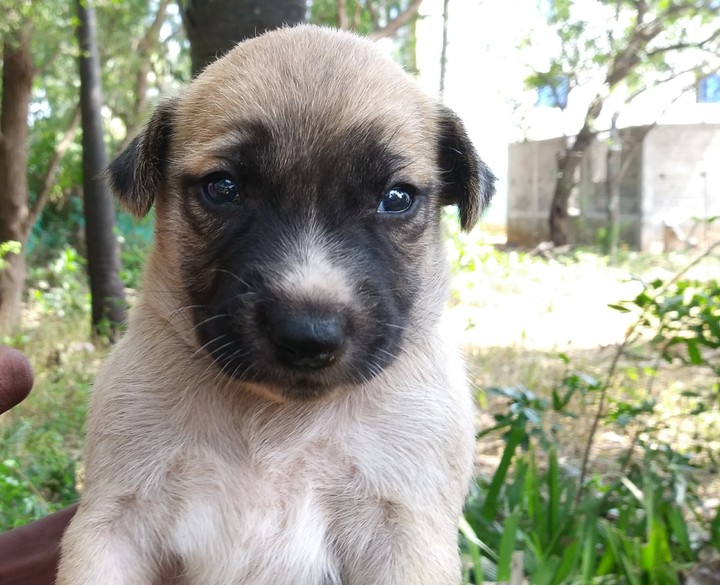 dog