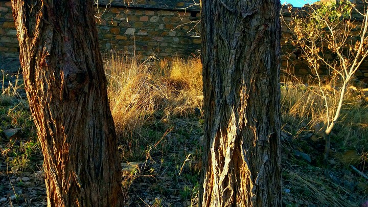 Trunk