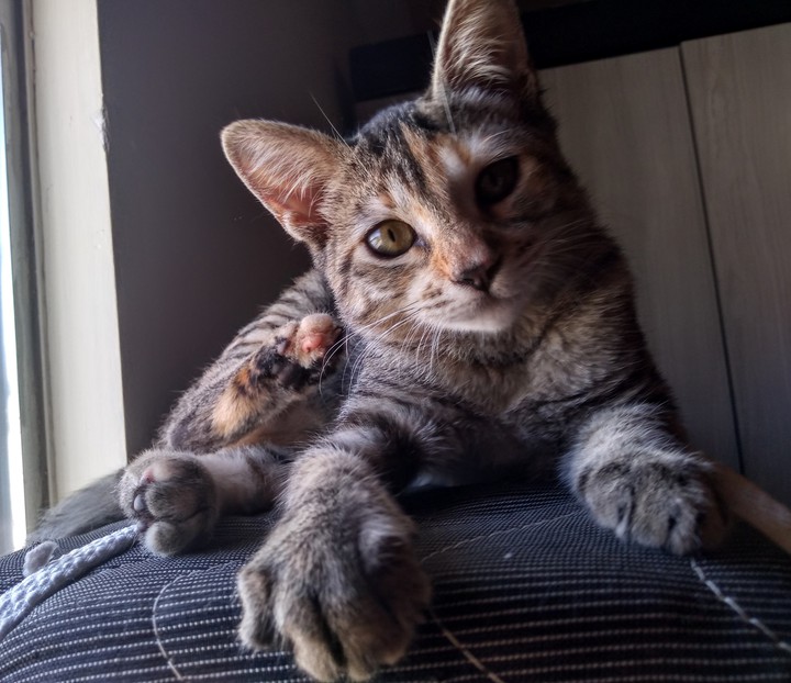 A gatinha Formiga