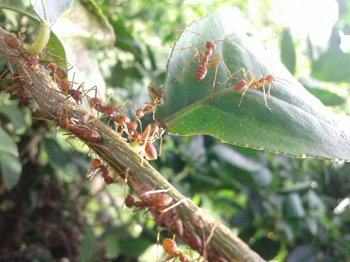 ant