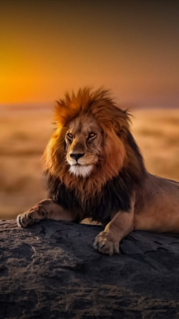 lion