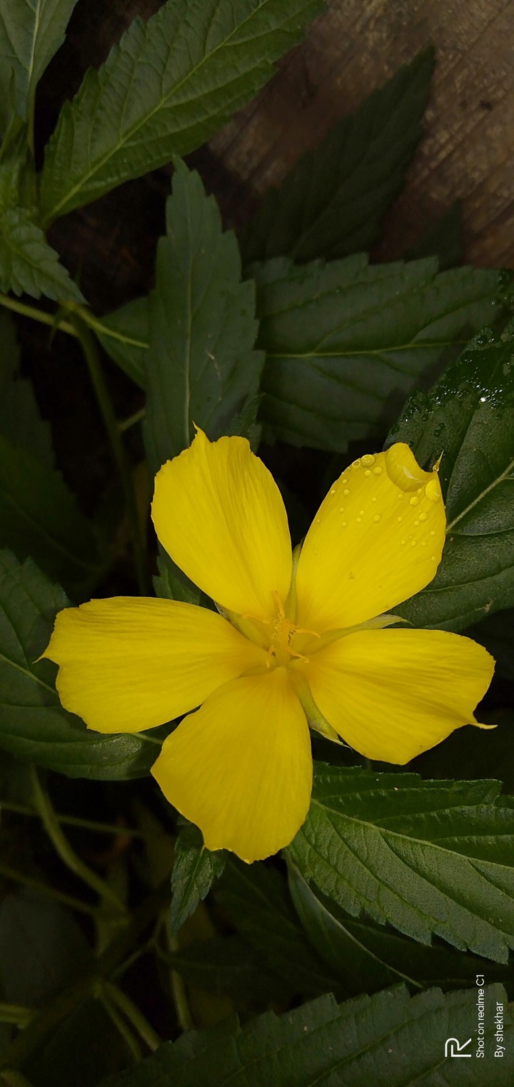 flower