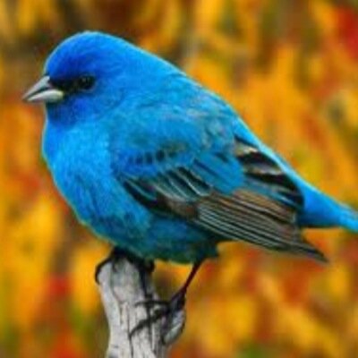 twitter bird