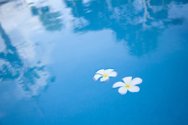 Flores na água