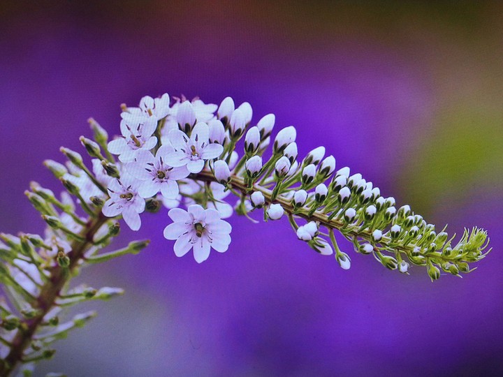 Pink Flower