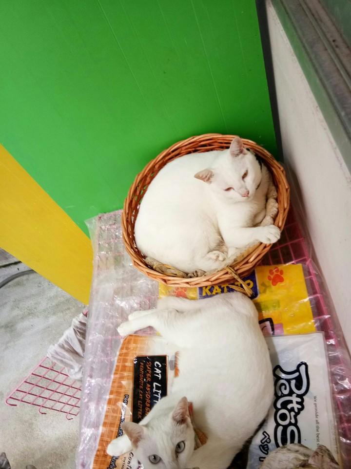 A basket cats