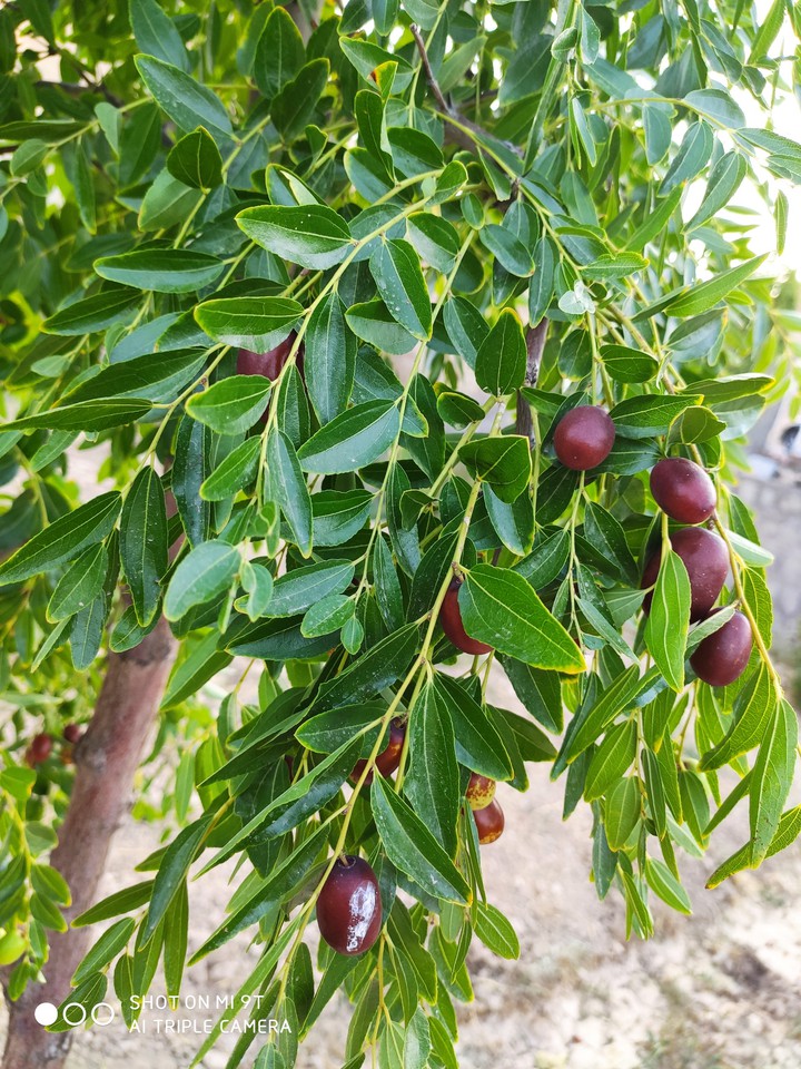 عناب