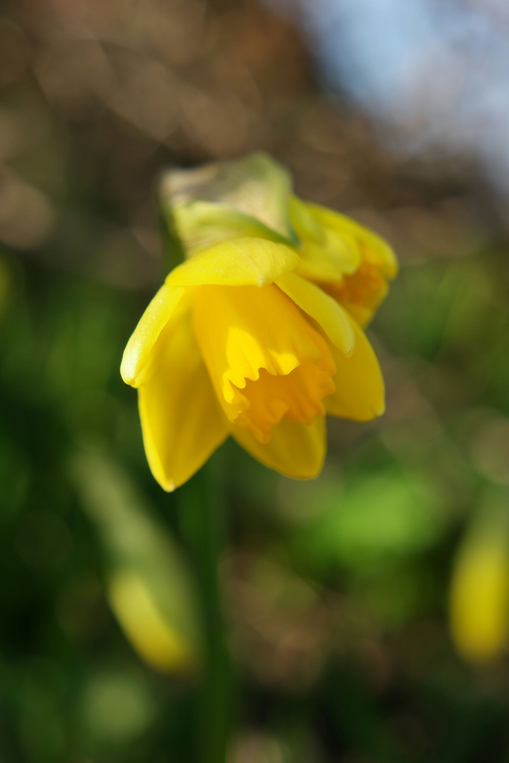 Blümchen