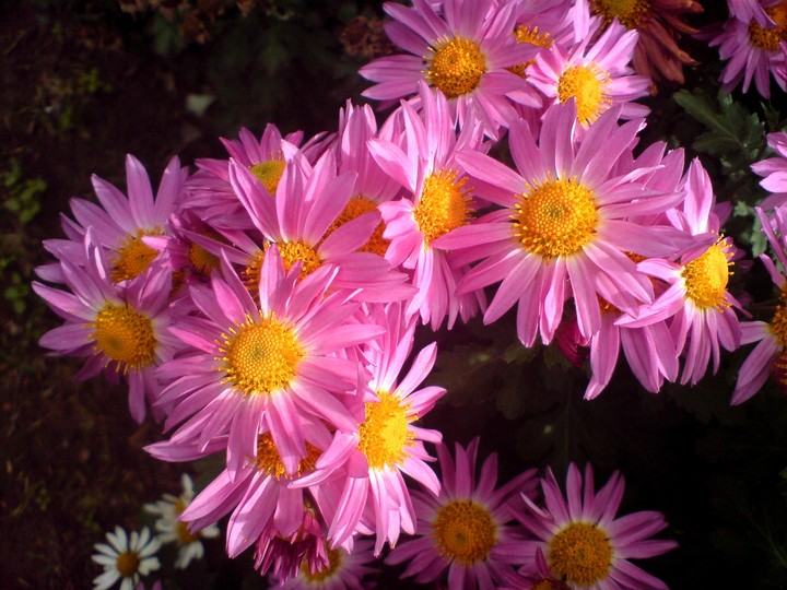 flower