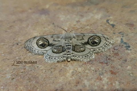 Fly Like Butterfly