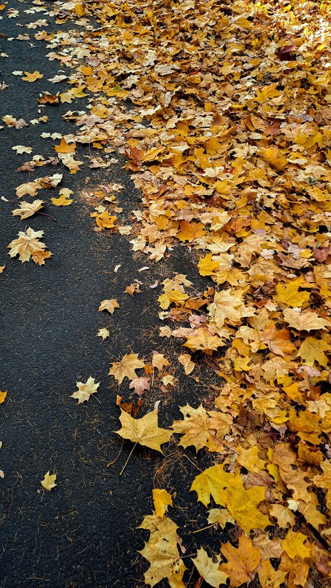 branch, deciduous háttérképek