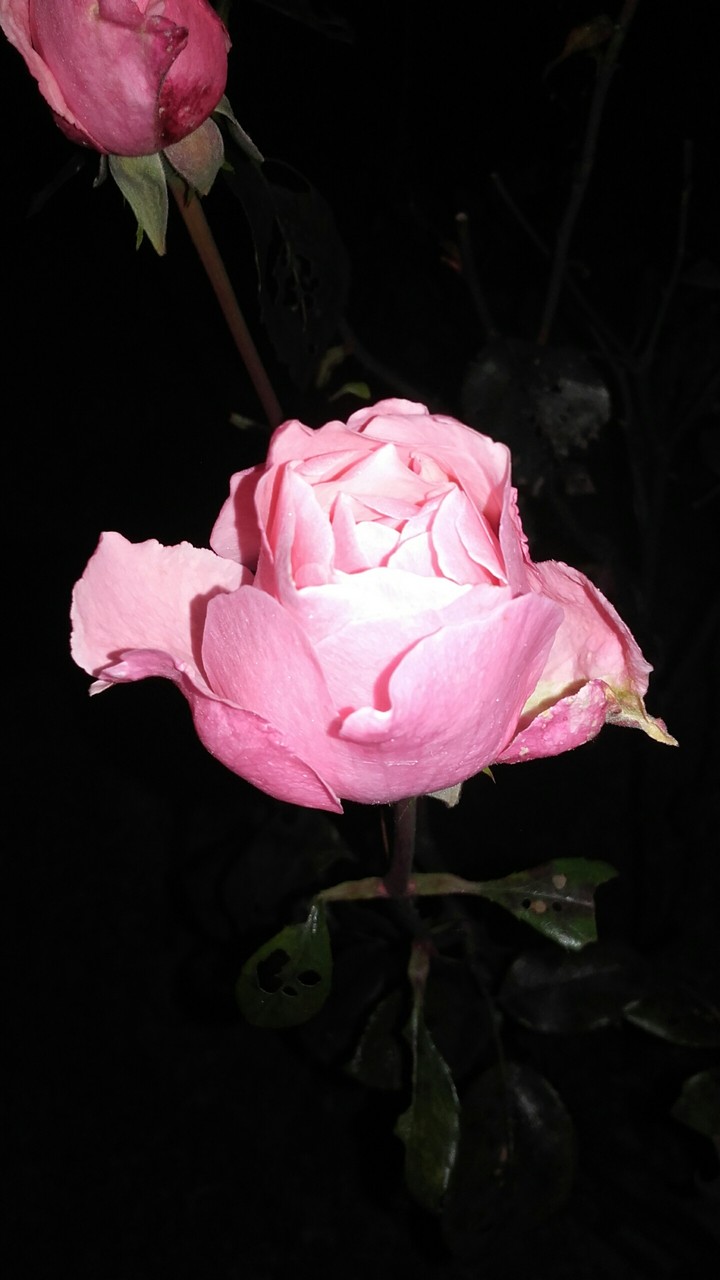 rose