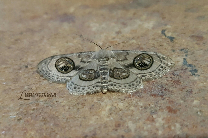 Fly Like Butterfly